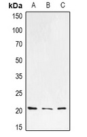 H-Ras Antibody