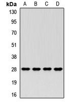 PSMA3 Rabbit Polyclonal Antibody