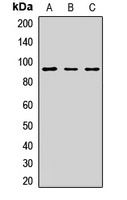 TRPC1 Rabbit Polyclonal Antibody