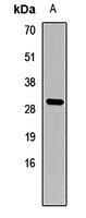 IL-1 alpha Rabbit Polyclonal Antibody