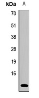 Ghrelin Rabbit Polyclonal Antibody