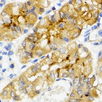 Ghrelin Rabbit Polyclonal Antibody