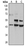 AGER Rabbit Polyclonal Antibody
