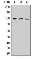 CD283 Rabbit Polyclonal Antibody