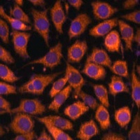 CD283 Rabbit Polyclonal Antibody