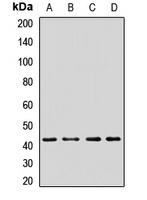 PRKAR2A Rabbit Polyclonal Antibody