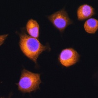 PRKAR2A Rabbit Polyclonal Antibody