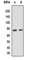 CD36L1 Rabbit Polyclonal Antibody