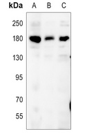 CD11a Rabbit Polyclonal Antibody