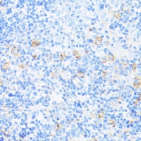 CD11a Rabbit Polyclonal Antibody