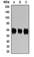 CD46 Rabbit Polyclonal Antibody