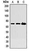 KNG1 Rabbit Polyclonal Antibody