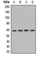 IFNAR2 Antibody