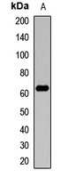 Amphiphysin 2 Antibody