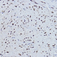 ERR alpha Rabbit Polyclonal Antibody