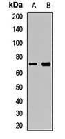 CD132 Antibody