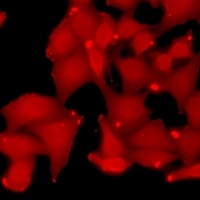 Rbx1 Rabbit Polyclonal Antibody