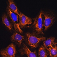 GNB1 Rabbit Polyclonal Antibody