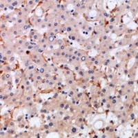 CCL21 Antibody