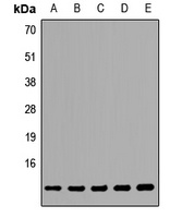 TCEB1 Rabbit Polyclonal Antibody