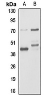 CD24 Rabbit Polyclonal Antibody