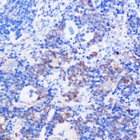 CD24 Rabbit Polyclonal Antibody
