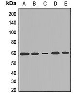 DMAP1 Rabbit Polyclonal Antibody
