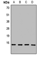 Histone H3 Rabbit Polyclonal Antibody