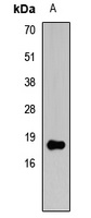 Histone H3 (DiMethyl-K4) Antibody