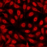 Histone H3 (DiMethyl-K4) Antibody