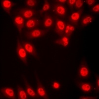 Histone H3 (TriMethyl-K4) Antibody