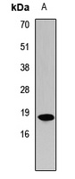 Histone H3 (MonoMethyl-K9) Antibody