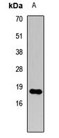Histone H3 (DiMethyl-K79) Antibody