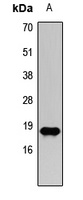 Histone H3 (TriMethyl-K27) Antibody