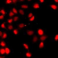 Histone H3 (DiMethyl-K79) Antibody
