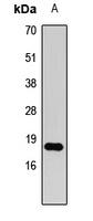 Histone H3 (DiMethyl-K79) Antibody