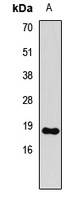 Histone H3 (DiMethyl-K79) Antibody