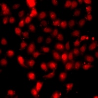 Histone H3 (DiMethyl-K79) Antibody