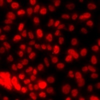 Histone H3 (DiMethyl-K79) Antibody