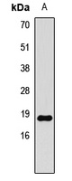 HIST3H3 Antibody