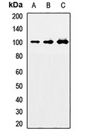 NEDD9 Antibody