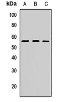 PEG10 Antibody