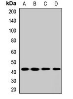 BDKRB2 Rabbit Polyclonal Antibody