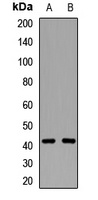 CD192 Antibody