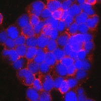 NFAT1 Rabbit Polyclonal Antibody