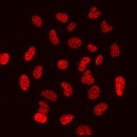 Histone H3 (MonoMethyl-R26) Antibody