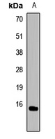 Histone H3 (MonoMethyl-R26) Antibody