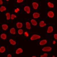Histone H3 (MonoMethyl-R26) Antibody