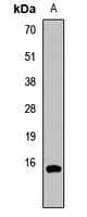 Histone H3 (MonoMethyl-R26) Antibody