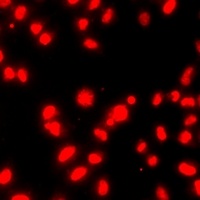Histone H3 (MonoMethyl-R26) Antibody